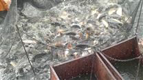 Продаём действующее прудовое рыбоводное хозяйство