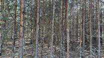 Покупка в собственность земли сельхозназначения по цене 8000 руб. /га