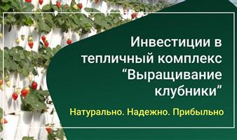 Клубника круглый год в Москву инвестируй